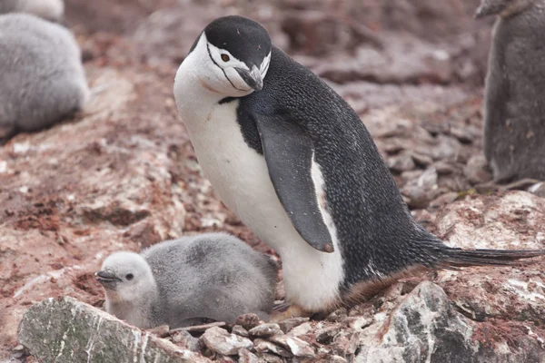 South Orkney Islands Magellan Penguin Chicks Close Cloudy Day Royalty Free Stock Images