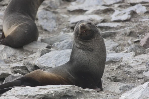 South Orkney Islands Close Sea Lion Cloudy Day — Stock Photo, Image