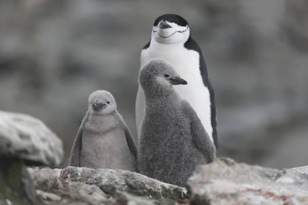 South Orkney Islands Magellan penguin chicks close-up on a cloudy day