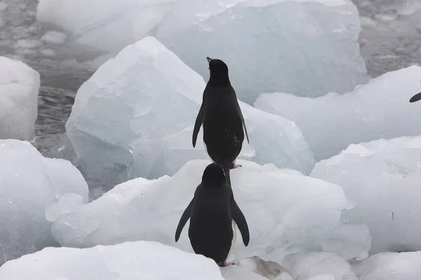 Pinguino South Orkney Magellan Vicino Una Giornata Nuvolosa — Foto Stock