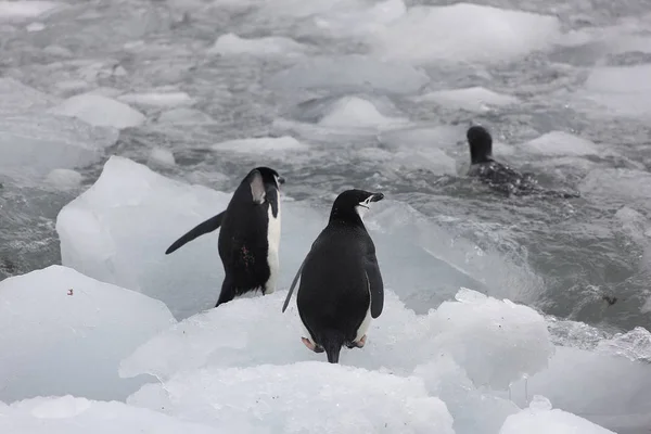 Bulutlu Bir Günde Yakın Güney Orkney Macellan Pengueni — Stok fotoğraf