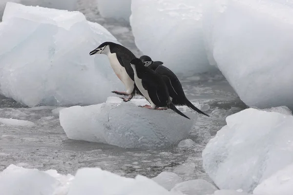 Felhős Közelről Dél Orkney Magellán Pingvin — Stock Fotó
