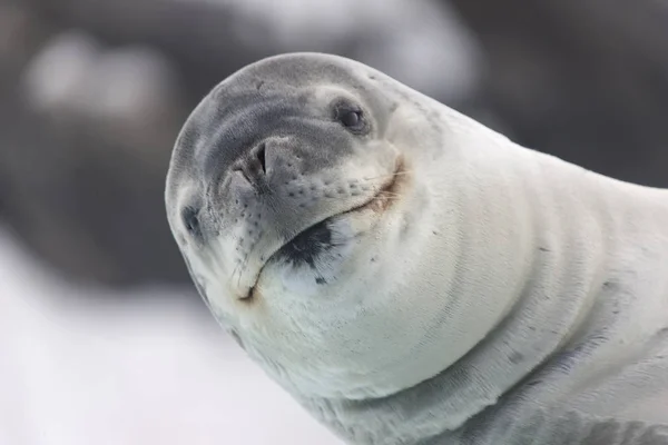 Îles Orcades Sud Léopard Mer Souriant Gros Plan — Photo