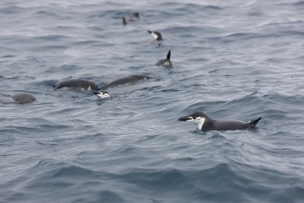 Güney Orkney Adaları Magellan Sudan Güneşli Bir Günde Uçan Penguenler — Stok fotoğraf
