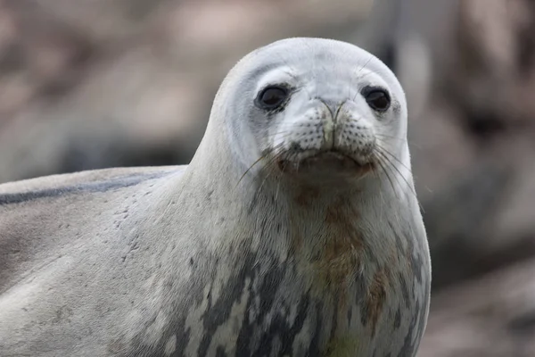 South Orkney Islands. wedell seal close up on a cloudy day