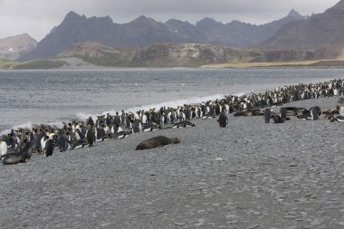 Güney Georgia Kraliyet penguen kolonisi bulutlu bir günde