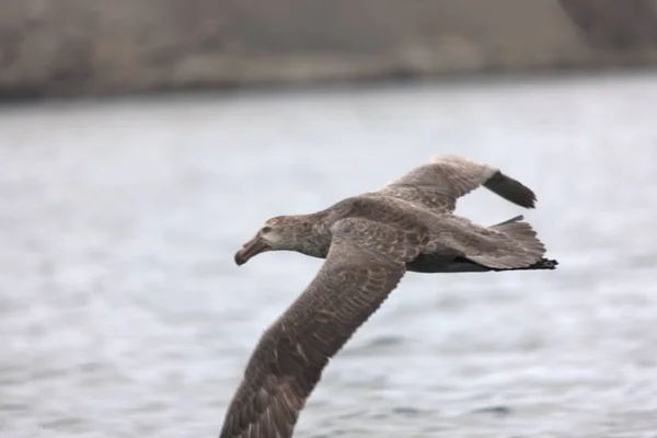 Sydgeorgiens Giant Södra Albatross Närbild Molnig Dag — Stockfoto
