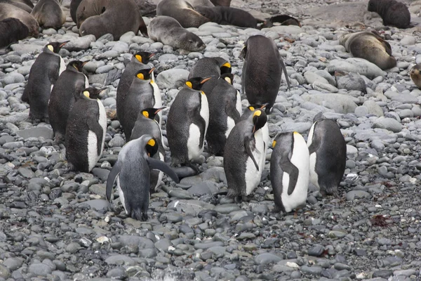 Colonia Pingüinos Reales Georgia Del Sur Día Nublado — Foto de Stock