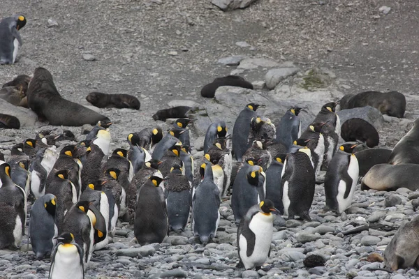 Colonia Pingüinos Reales Georgia Del Sur Día Nublado — Foto de Stock