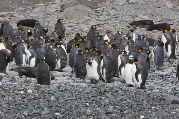 Південна Джорджія Королівський Пінгвін Колонії Похмурий День — стокове фото