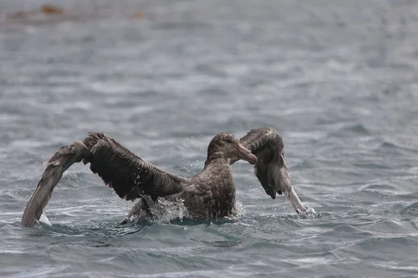 Gros Plan Sur Albatros Géant Sud Géorgie Par Temps Nuageux — Photo