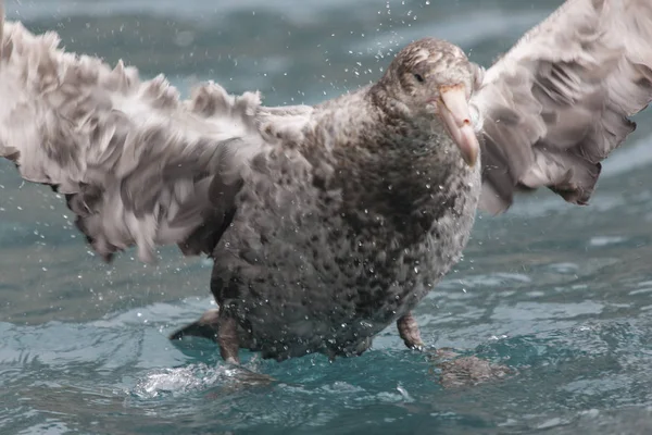 Sydgeorgiens Giant Södra Albatross Närbild Molnig Dag — Stockfoto