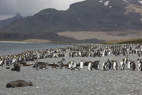 Georgia Południowa Royal Pingwinów Pochmurny Dzień — Zdjęcie stockowe