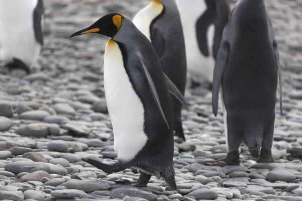 South Georgia King Penguin Closeup Sunny Day — Stock Photo, Image