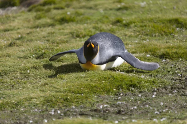 晴れた日にサウス ジョージア島キング ペンギンのクローズ アップ — ストック写真