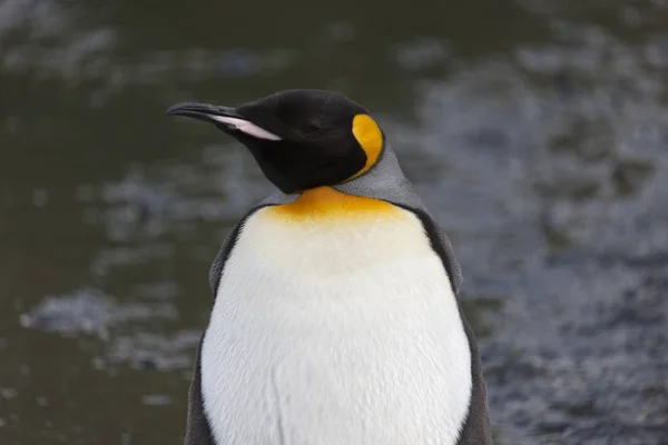 Zuid Georgië Koning Pinguïn Close Een Zonnige Dag — Stockfoto