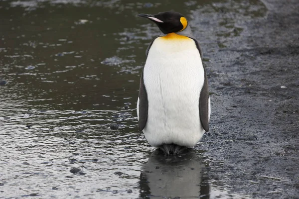 Georgia Del Sur Rey Pingüino Primer Plano Día Soleado —  Fotos de Stock