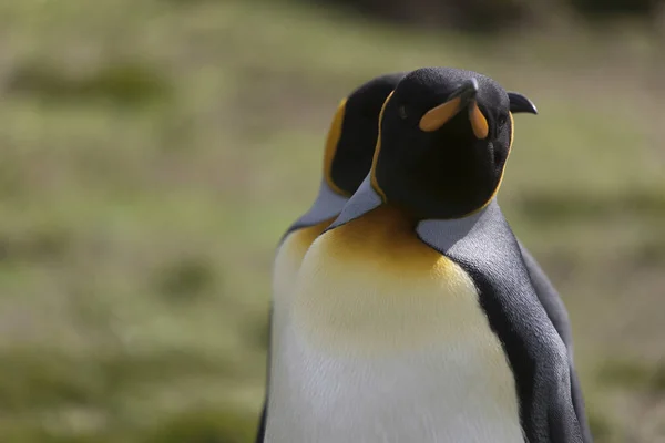 Geórgia Sul Rei Pinguim Closeup Dia Ensolarado — Fotografia de Stock