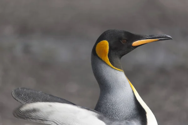 晴れた日にサウス ジョージア島キング ペンギンのクローズ アップ — ストック写真