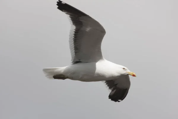 Zuid Georgië Witte Albatross Close Vlucht Een Bewolkte Dag — Stockfoto