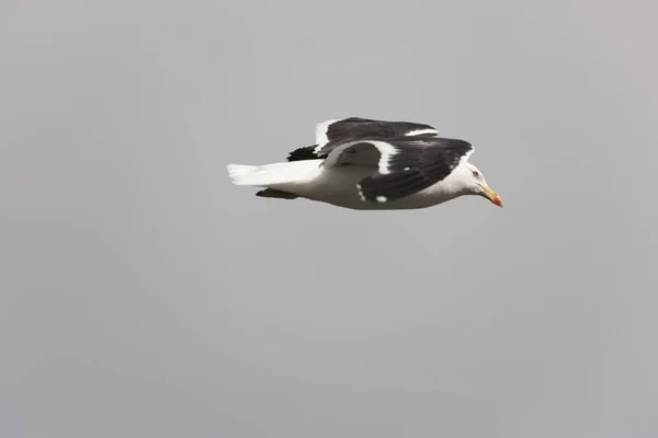 Albatros Blancs Géorgie Sud Gros Plan Par Temps Nuageux — Photo