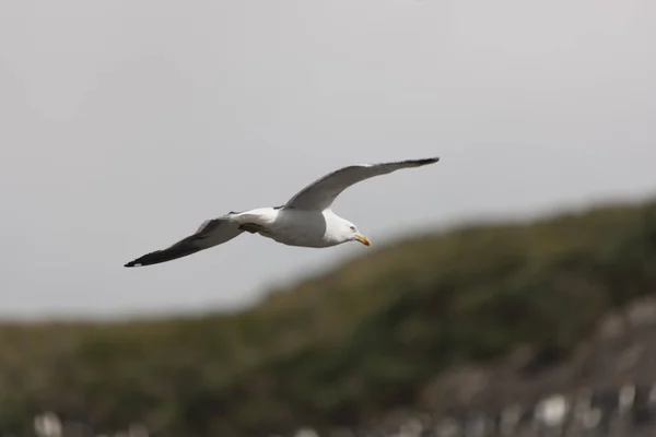 Sydgeorgien Vit Albatross Närbild Flyg Molnig Dag — Stockfoto