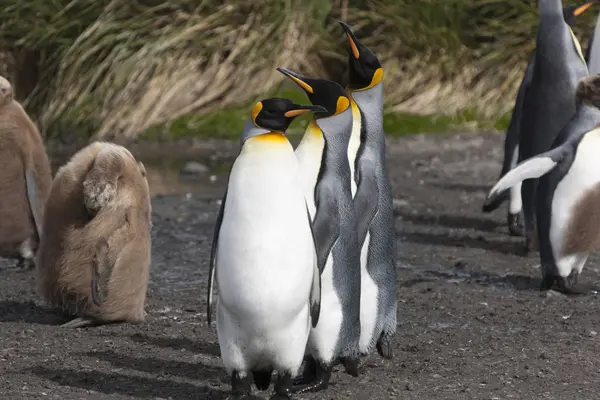 South Georgia King Penguin Closeup Sunny Day — Stock Photo, Image