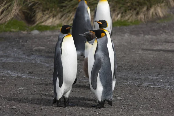 South Georgia King Penguin Closeup Sunny Day — Stock Photo, Image