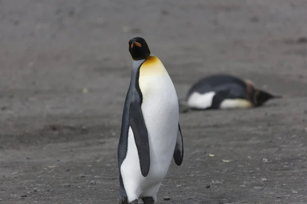 South Georgia King Penguin Closeup Sunny Day — Stock Photo, Image