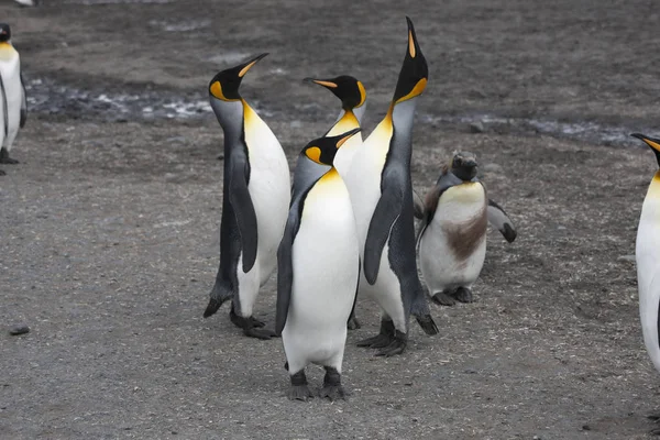 Geórgia Sul Rei Pinguim Closeup Dia Ensolarado — Fotografia de Stock