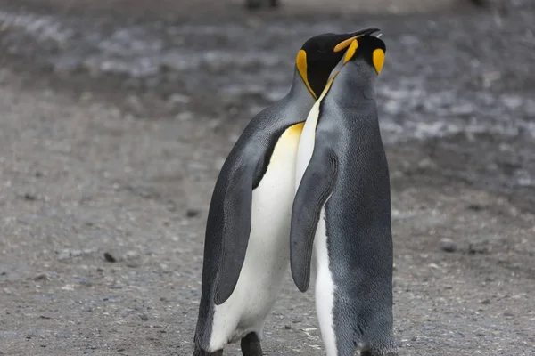Georgia Del Sur Rey Pingüino Primer Plano Día Soleado — Foto de Stock