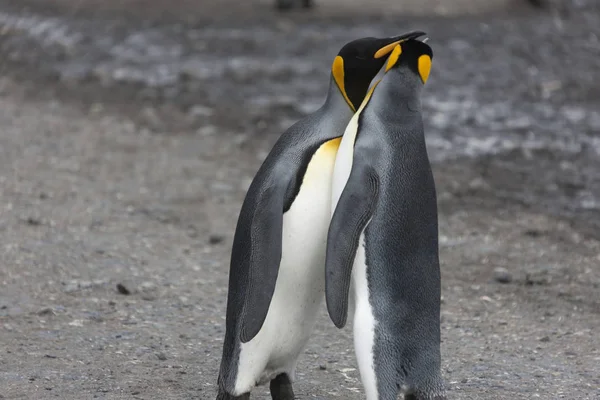 晴れた日にサウス ジョージア島キング ペンギンのクローズ アップ — ストック写真