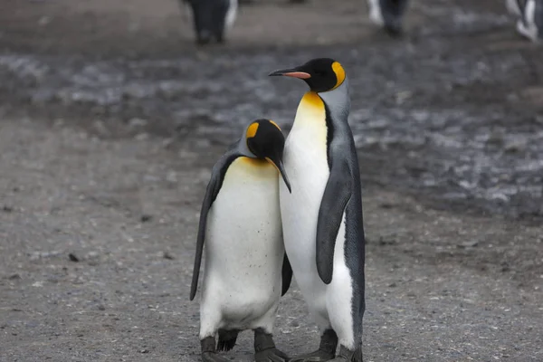 Пингвин Южной Джорджии Кинг Крупным Планом Солнечный День — стоковое фото