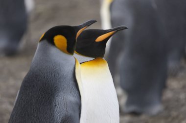 Güney Georgia kral penguen yakın çekim güneşli bir günde