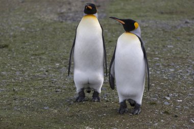 Güney Georgia kral penguen yakın çekim güneşli bir günde