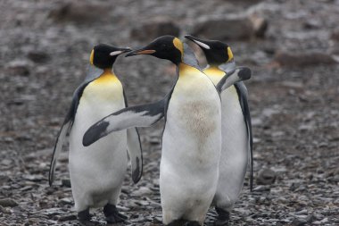 Güney Georgia kral penguen yakın çekim güneşli bir günde
