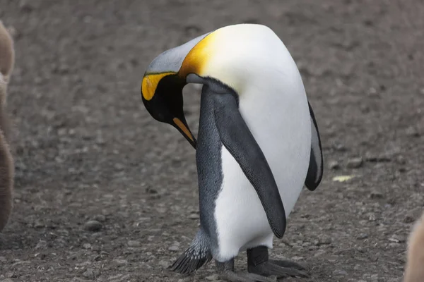 Güney Georgia Kral Penguen Yakın Çekim Güneşli Bir Günde — Stok fotoğraf