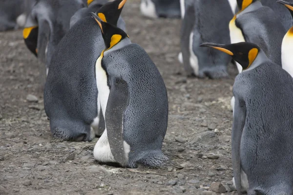 Pingwin Królewski Georgia Południowa Zamknąć Słoneczny Dzień — Zdjęcie stockowe