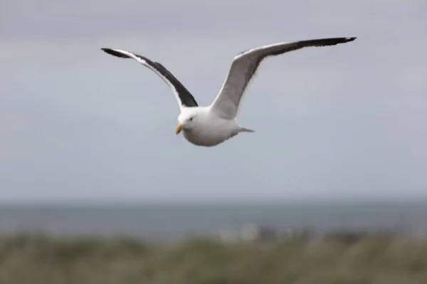 Géorgie Sud Albatros Géants Méridionaux Gros Plan Vol — Photo