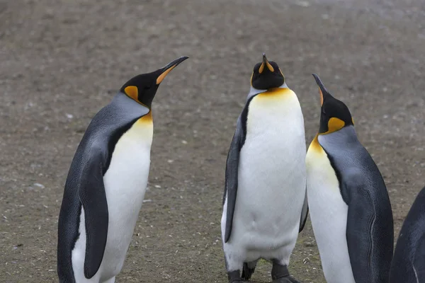 South Georgia King Penguin Close Sunny Day — Stock Photo, Image