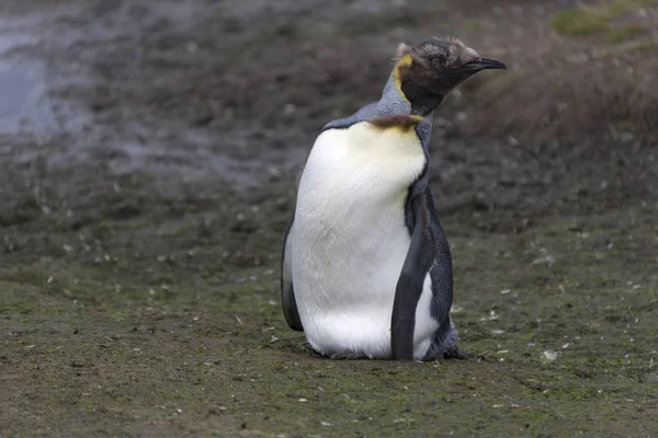 Tučňák Patagonský Jižní Georgie Zblízka Slunečný Den — Stock fotografie