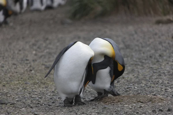 Géorgie Sud King Pingouin Gros Plan Sur Une Journée Ensoleillée — Photo