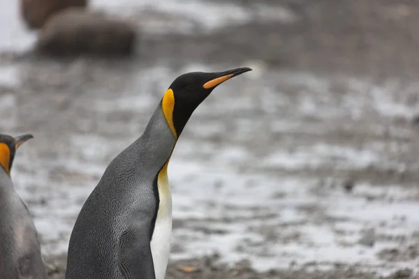 Pingüino Rey Georgia Del Sur Cerca Día Soleado — Foto de Stock
