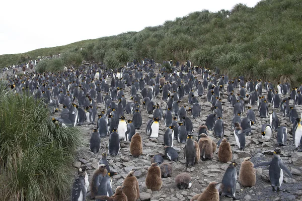 Colonia Pingüinos Reales Georgia Del Sur Día Soleado — Foto de Stock