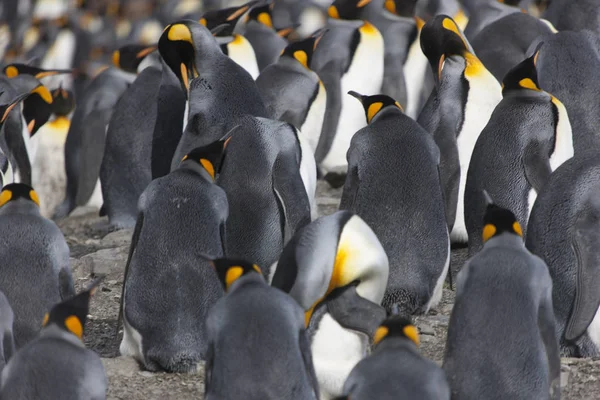 Royal Penguin Kolonii Slunečný Den Jižní Georgie — Stock fotografie