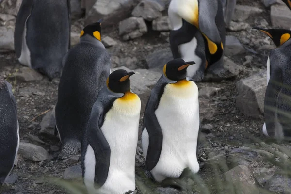 Pingüino Rey Georgia Del Sur Cerca Día Soleado — Foto de Stock