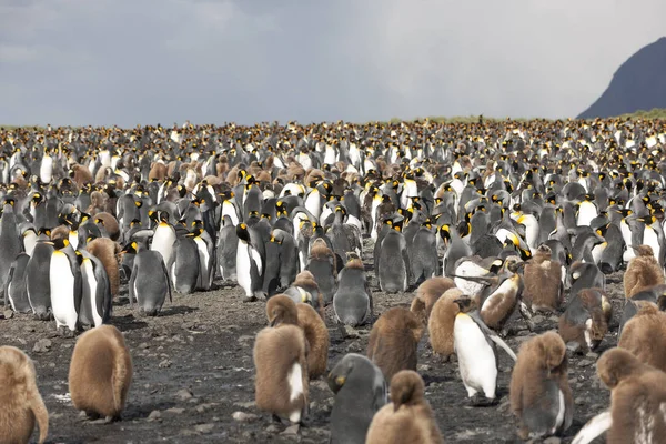 Colonia Pingüinos Reales Georgia Del Sur Día Soleado — Foto de Stock