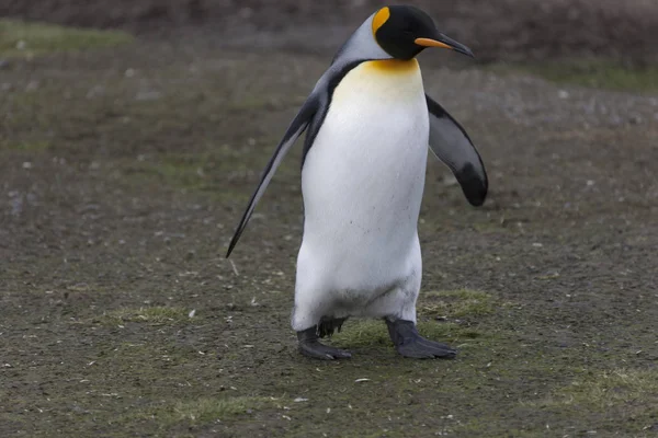 Pingwin Królewski Georgia Południowa Zamknąć Słoneczny Dzień — Zdjęcie stockowe