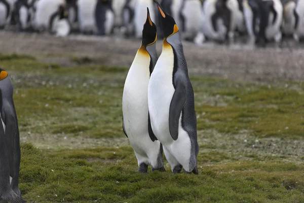 Pingüino Rey Georgia Del Sur Cerca Día Soleado — Foto de Stock