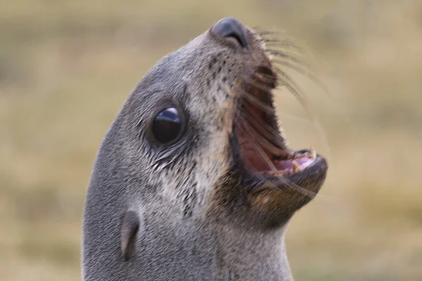 South Georgia Sea Lion Large Plan Sunny Day — Stock Photo, Image